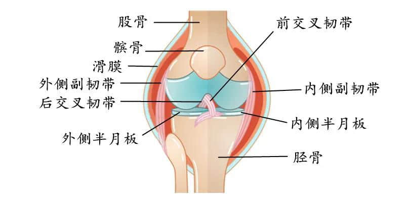 膝盖不同部位疼是什么病？疼痛科医生告诉您