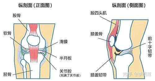 拍片子显示髌骨软化了，髌骨在哪里？